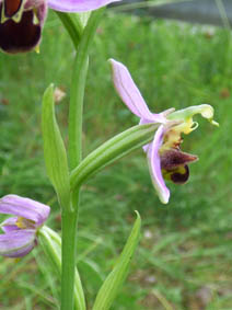 Ophrys apifera